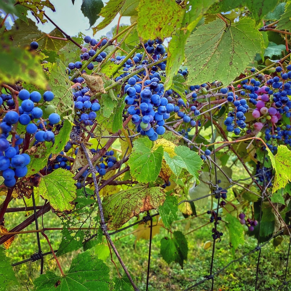 Septembering: grapes sweetening in the vineyard (Source: Geo Davis)