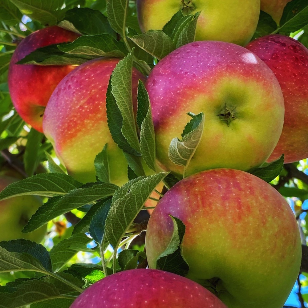 Apple Season