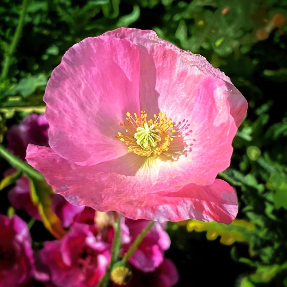 Poppies Aplenty