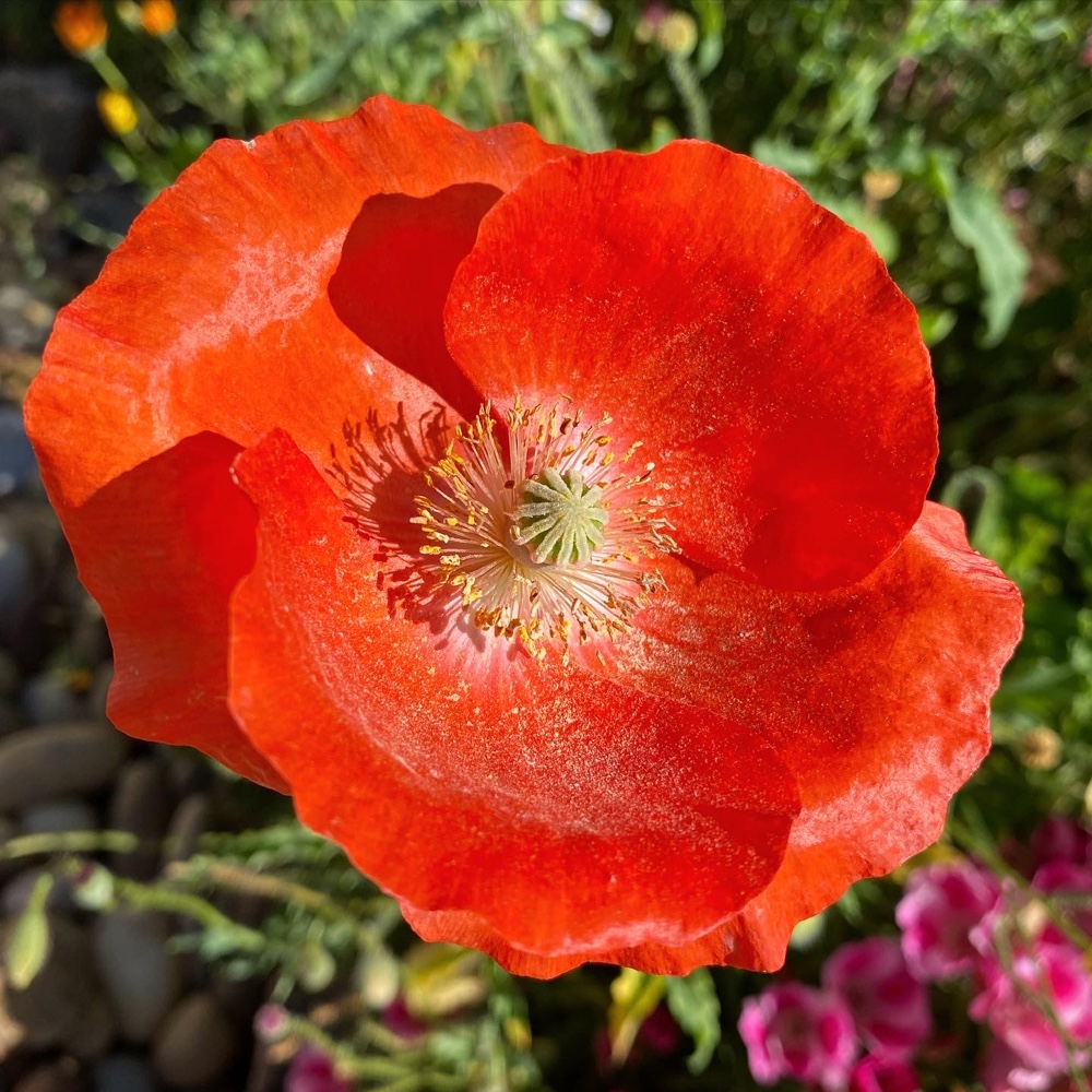 If I could grow poppies year round, I would! (Source: Geo Davis)