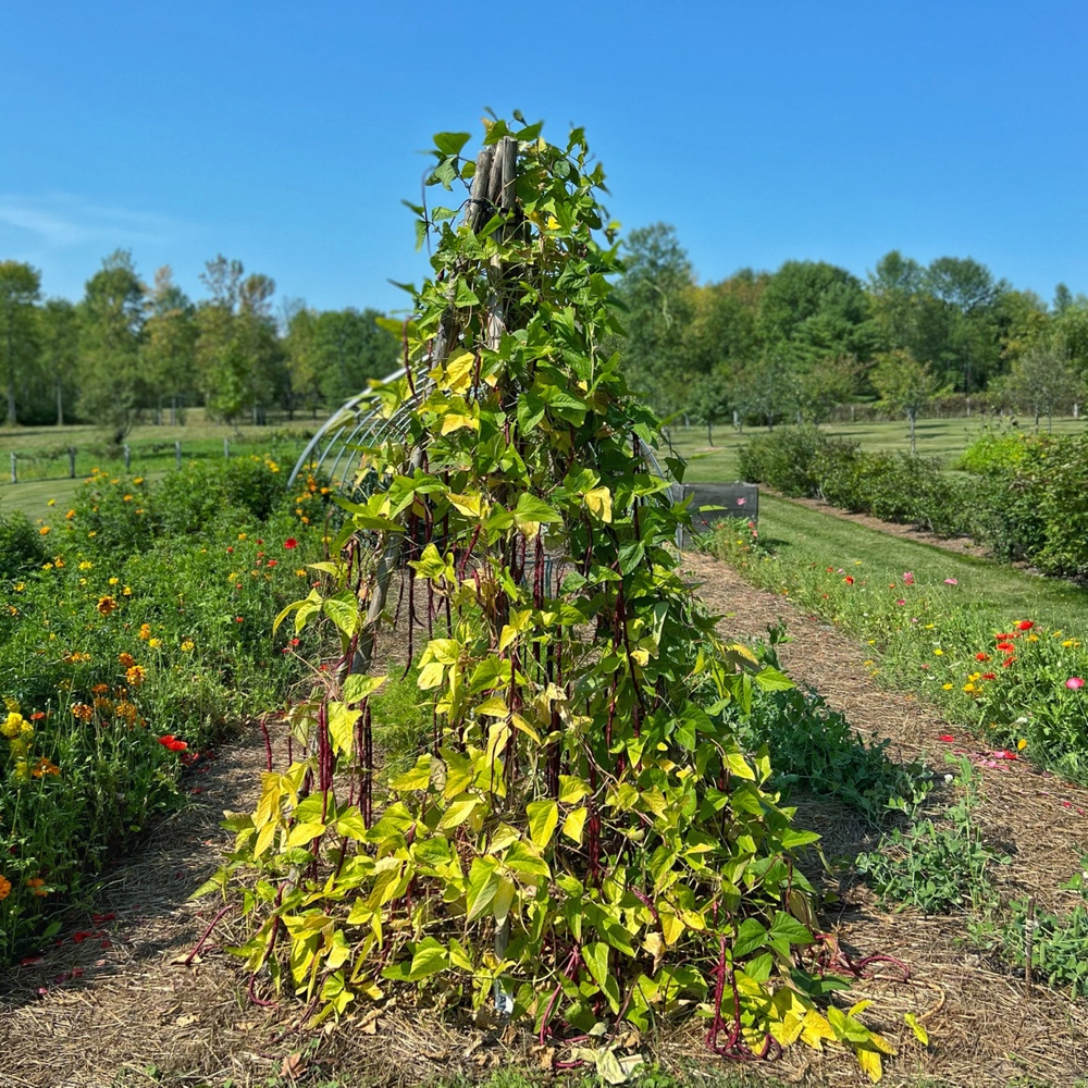 Asparagus Bean Teepee (Source: R.P. Murphy)