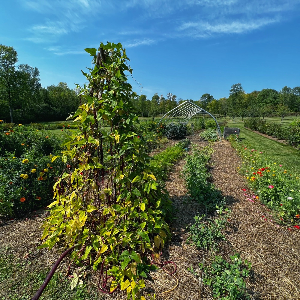 Asparagus Bean Teepee (Source: R.P. Murphy)