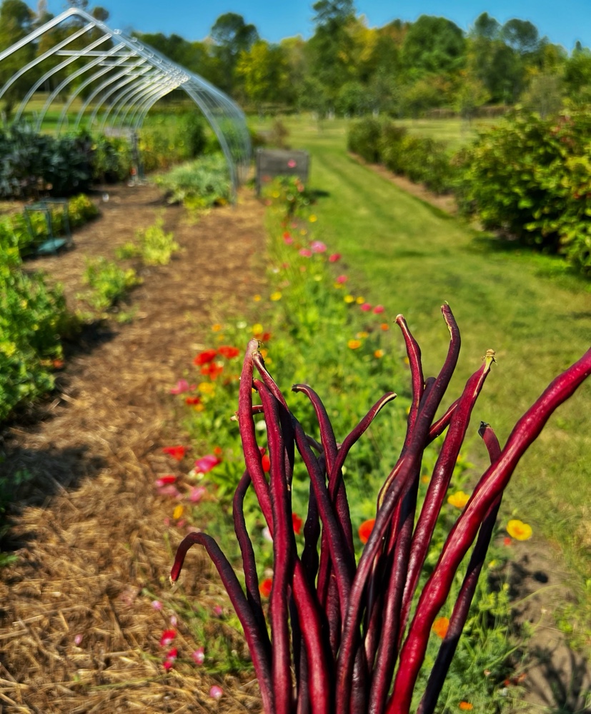 Asparagus Beans​ (Source: R.P. Murphy)