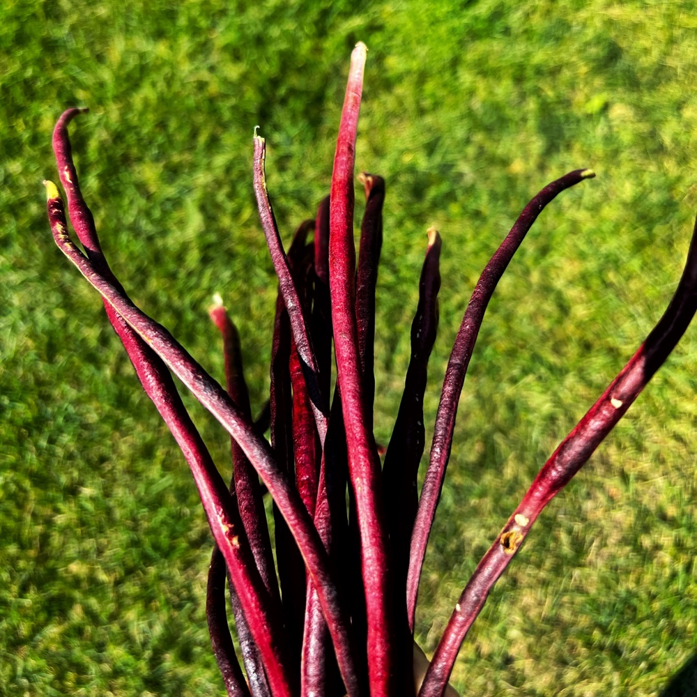 Asparagus Beans​ (Source: R.P. Murphy)