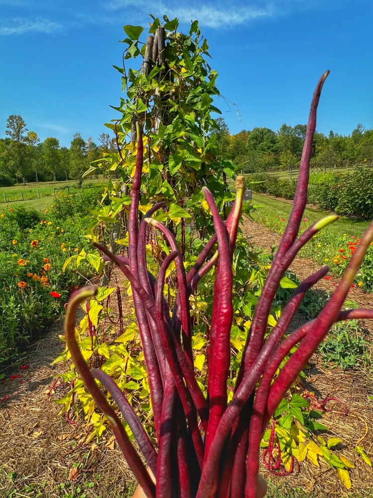 Asparagus Beans​ (Source: R.P. Murphy)