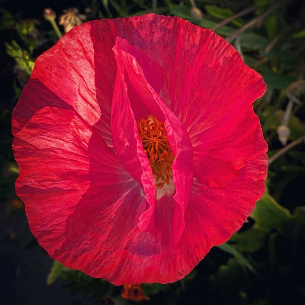 Papaver Bee-ing (Source: Geo Davis)