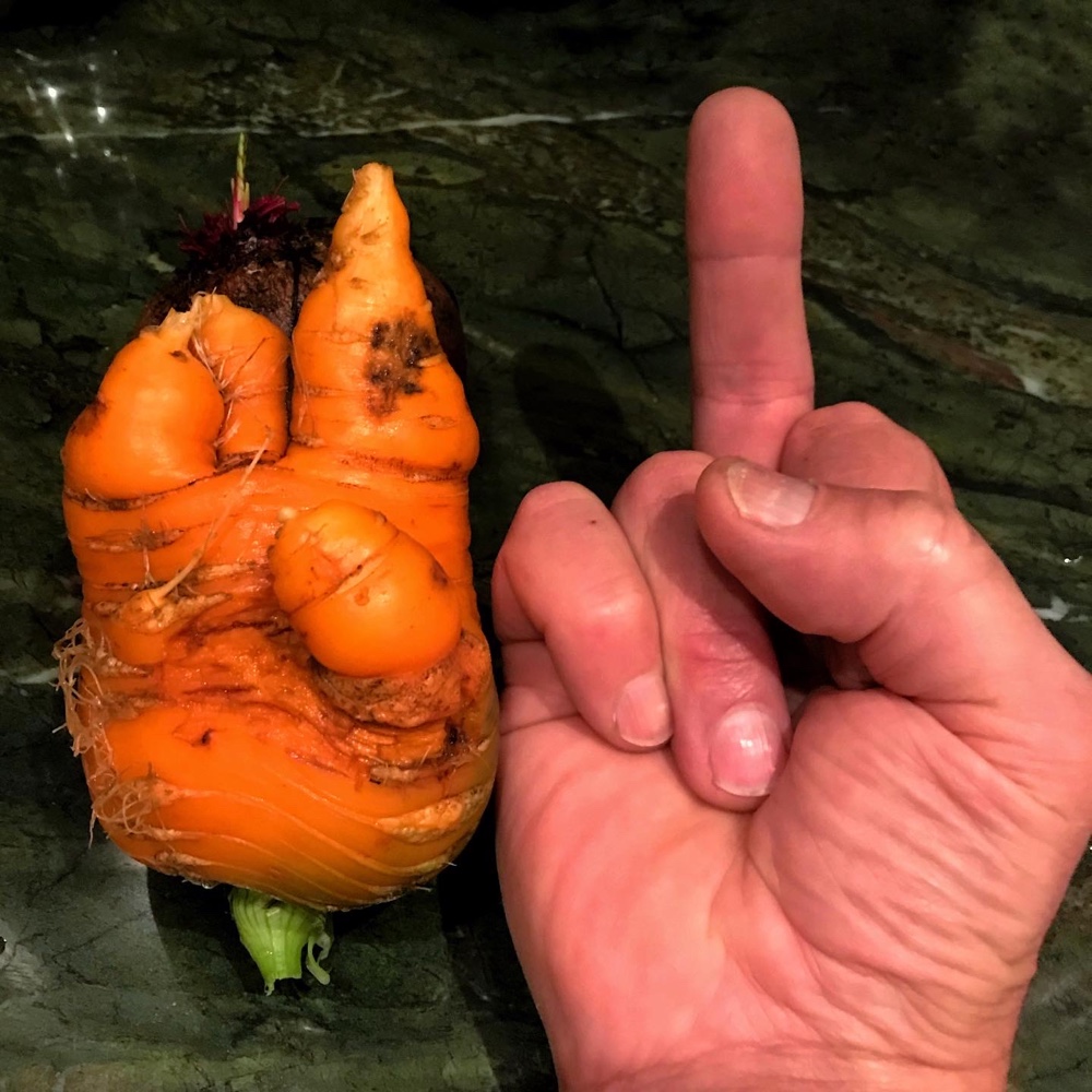 The Impudent Carrot (Source: Hroth Ottosen)