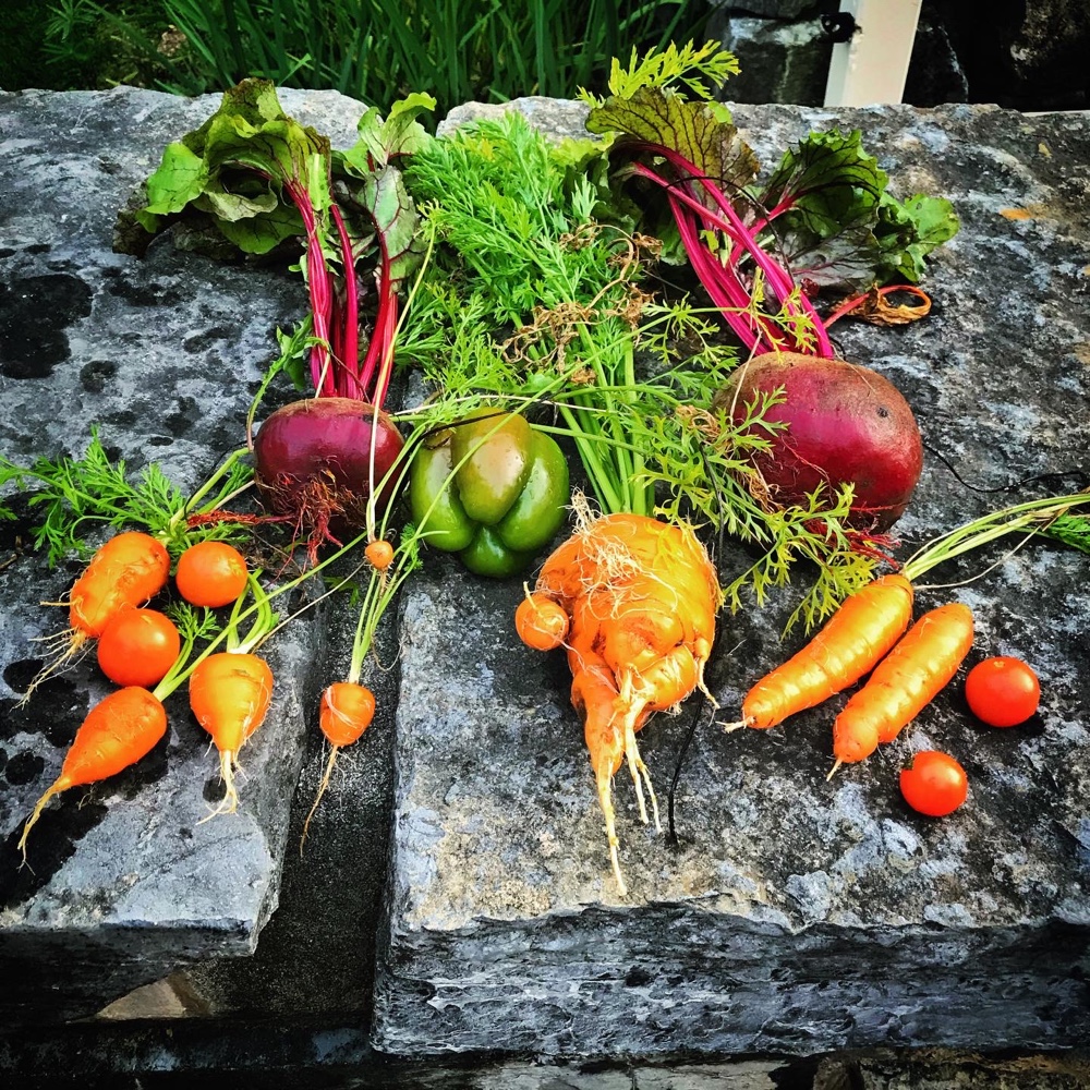 The Impudent Carrot