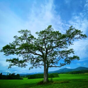 Lone Oak (Source: Geo Davis)