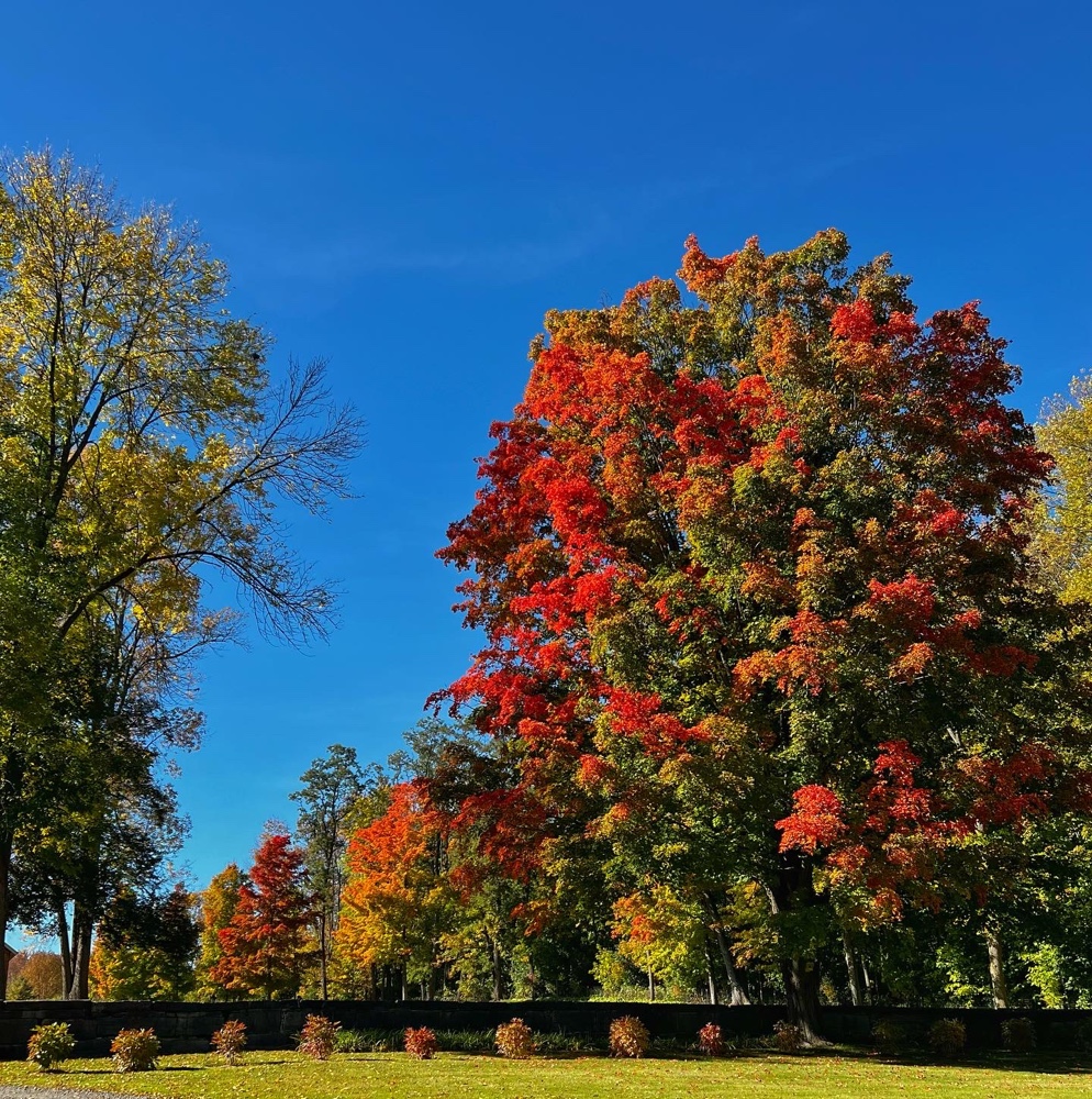 Fall Foliage 2022 (Credit: R.P. Murphy)