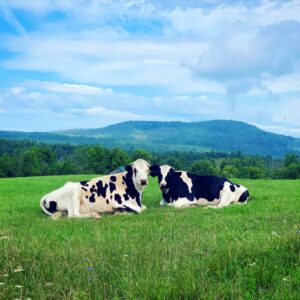 Bovine Beauties (Photo: Geo Davis)