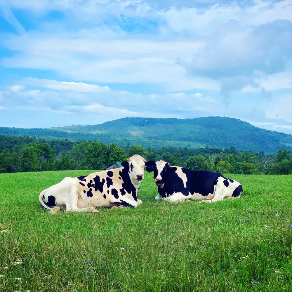 Bovine Beauties