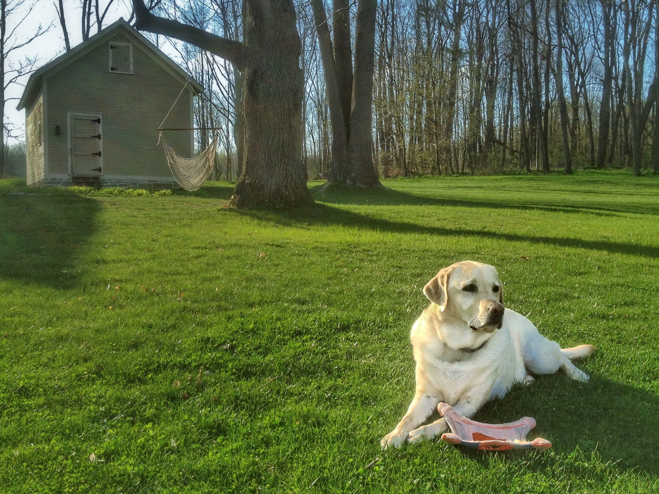 Pets Make a House a Home: Griffin, April 16, 2012 (Photo: Geo Davis)