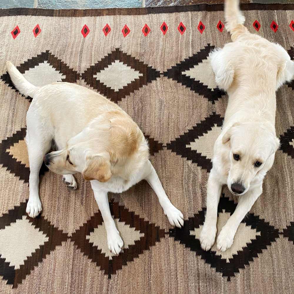 Pandemic Puppy: Carley Corona (Photo: Geo Davis)