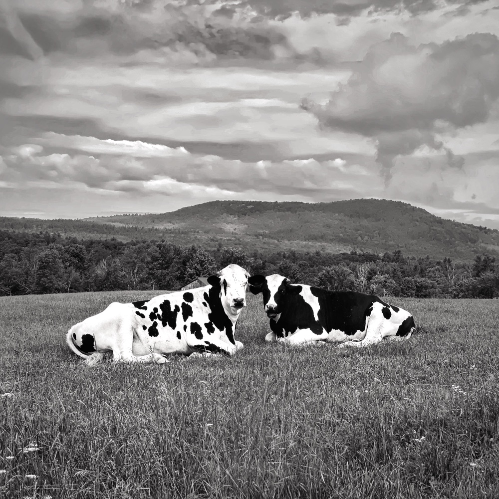 Bovine Beauties (Photo: Geo Davis)