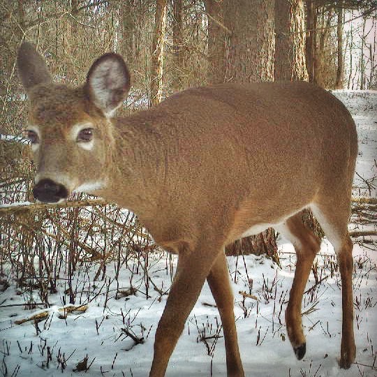 Year-End Yearling