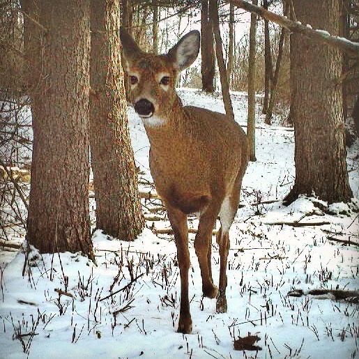 Year End Yearling​ (Photo: Rosslyn Wildlife Camera)