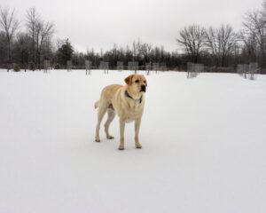 Griffin Considers Winter Solstice: December 22, 2013 (Photo: Geo Davis)