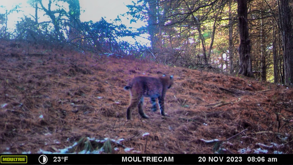 Bobcat Blurring