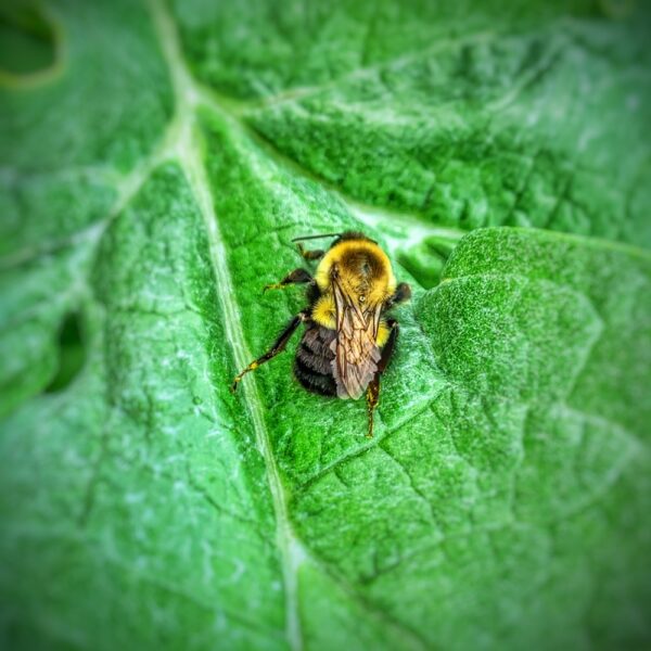 It's Not a Bug, It's a Feature: bumblebee (Photo: Geo davis)