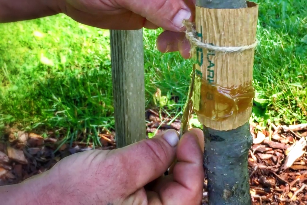 Holistic Orcharding: How to Apply Tanglefoot to Trees