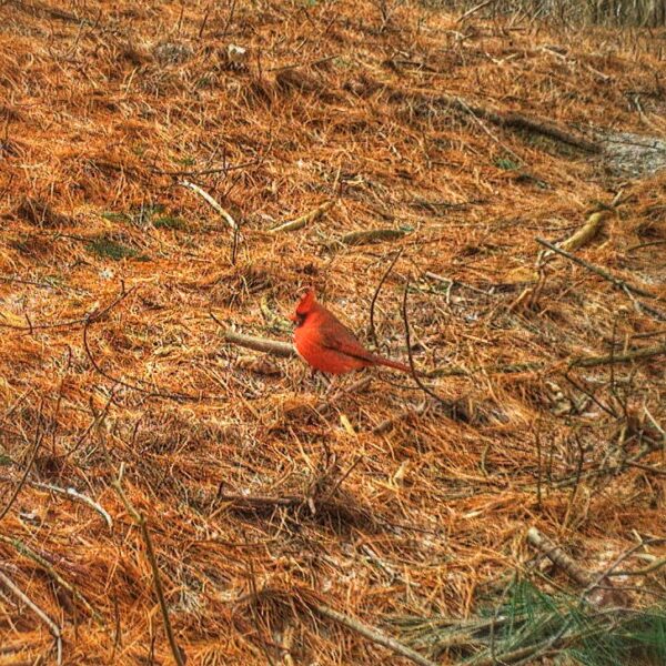 Northern Cardinal, Cardinalis cardinalis (Rosslyn wildlife camera)