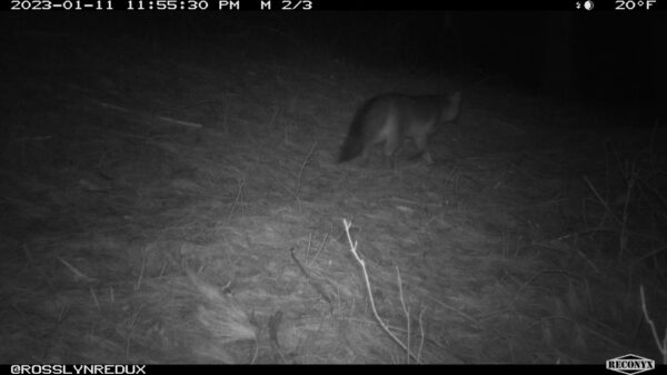 Gray Fox or Eastern Coyote? (Photo: Rosslyn Wildlife Camera)