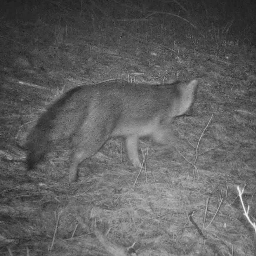 Gray Fox or Eastern Coyote?