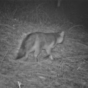 Gray Fox or Eastern Coyote? (Photo: Rosslyn Wildlife Camera)