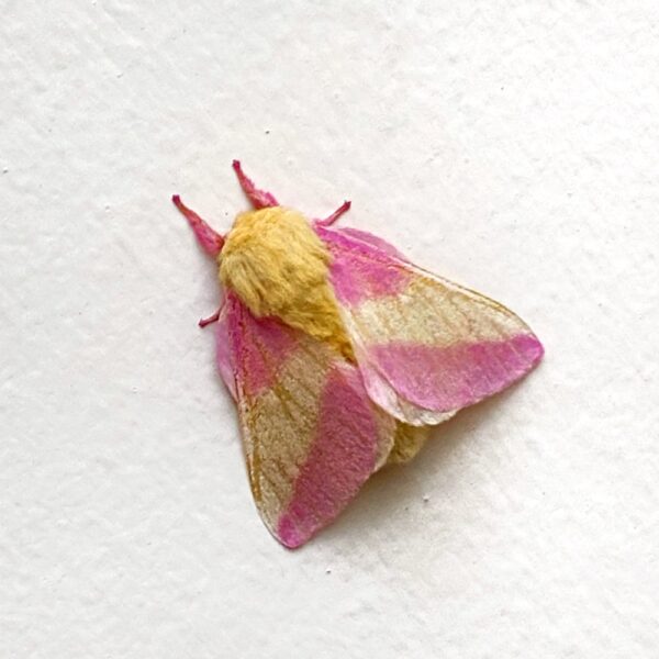 It's Not a Bug, It's a Feature: rosy maple moth (Photo: Geo davis)