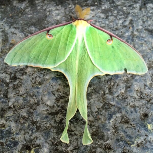 It's Not a Bug, It's a Feature: luna moth (Photo: Geo davis)