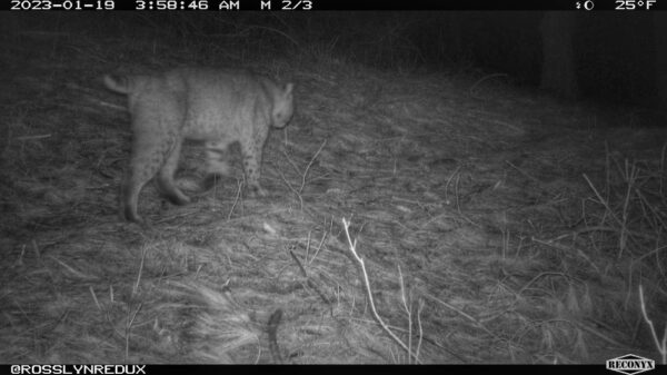 Bobcat Byway, January 19, 2023 (Photo: Rosslyn wildlife camera)