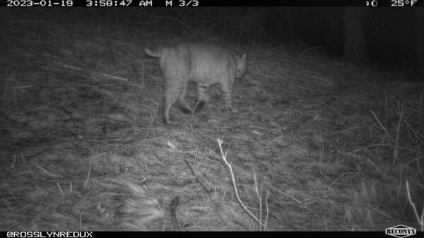 Bobcat Byway, January 19, 2023 (Photo: Rosslyn wildlife camera)