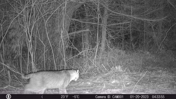 Bobcat Byway, January 20, 2023 (Photo: Rosslyn wildlife camera)