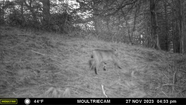 Bobcat Byway, November 27, 2022 (Note: camera date incorrectly states 2023) (Photo: Rosslyn wildlife camera)