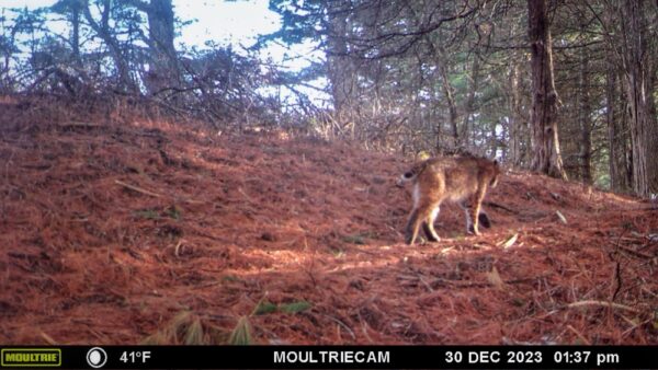 Bobcat Byway, December 30, 2022 (Note: camera date incorrectly states 2023) (Photo: Rosslyn wildlife camera)