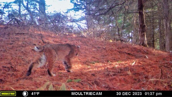 Bobcat Byway, December 30, 2022 (Note: camera date incorrectly states 2023) (Photo: Rosslyn wildlife camera)