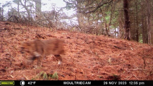 Bobcat Byway, November 26, 2022 (Note: camera date incorrectly states 2023) (Photo: Rosslyn wildlife camera)