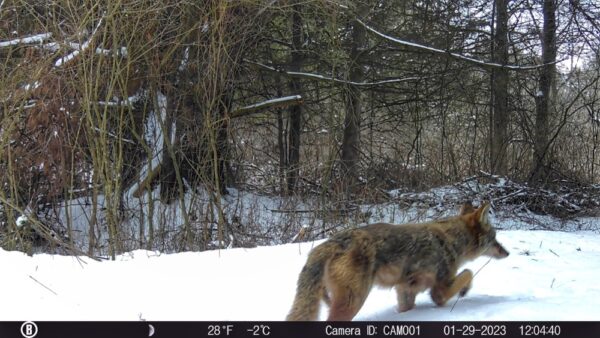 Coyote or Coywolf? (Photo: Rosslyn Wildlife Camera)