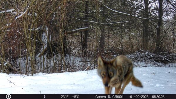 Coyote or Coywolf? (Photo: Rosslyn Wildlife Camera)