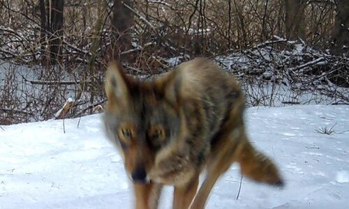 Coyote or Coywolf?