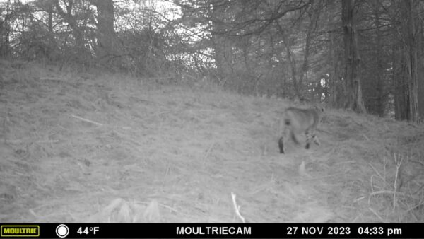 Bobcat Byway, November 27, 2022 (Note: camera date incorrectly states 2023) (Photo: Rosslyn wildlife camera)