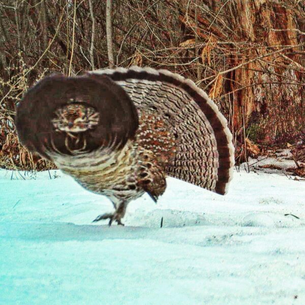 Ruffed Grouse (Rosslyn Wildlife Camera)