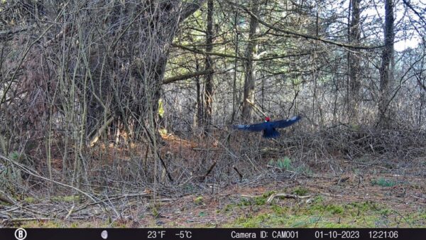 Pileated Woodpecker (Photo: Rosslyn Wildlife Camera)