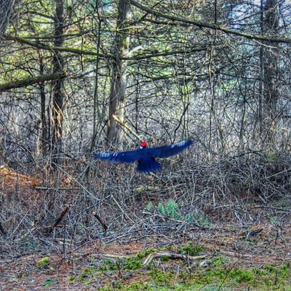 Pileated Woodpecker (Photo: Rosslyn Wildlife Camera)