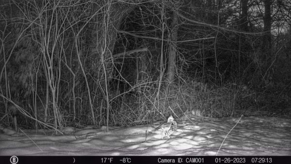 Ruffed Grouse (Rosslyn Wildlife Camera)