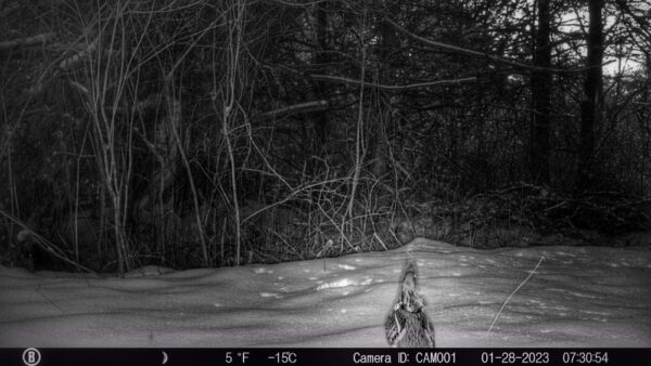 Ruffed Grouse (Rosslyn Wildlife Camera)