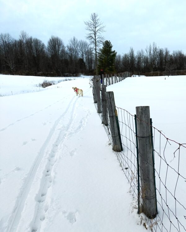 Carley Criss-Crossing Ski Tracks (Photo: Susan Bacot-Davis)