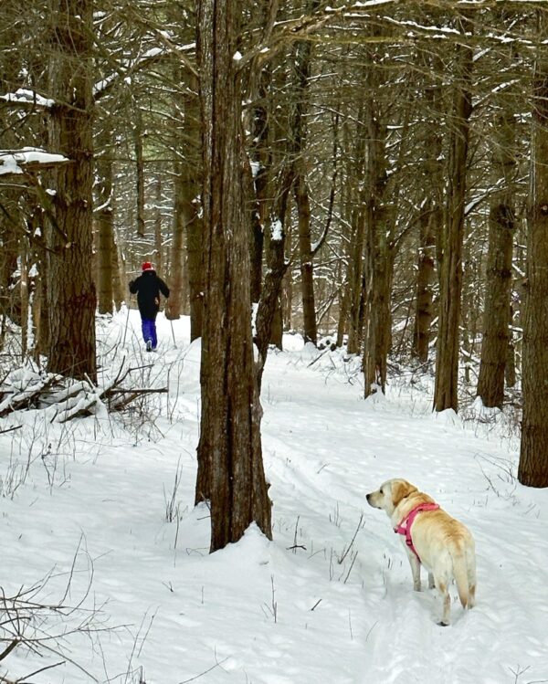 Cross-Country Skiing​ Library Brook Trail (Photo: Susan Bacot-Davis)