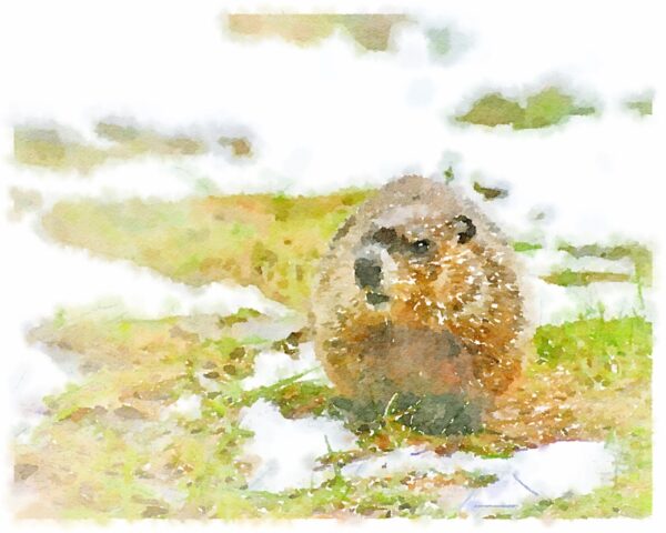 Groundhog Day (Illustration: Geo Davis via Ralph Katieb, Unsplash, Snapseed, Waterlogue)